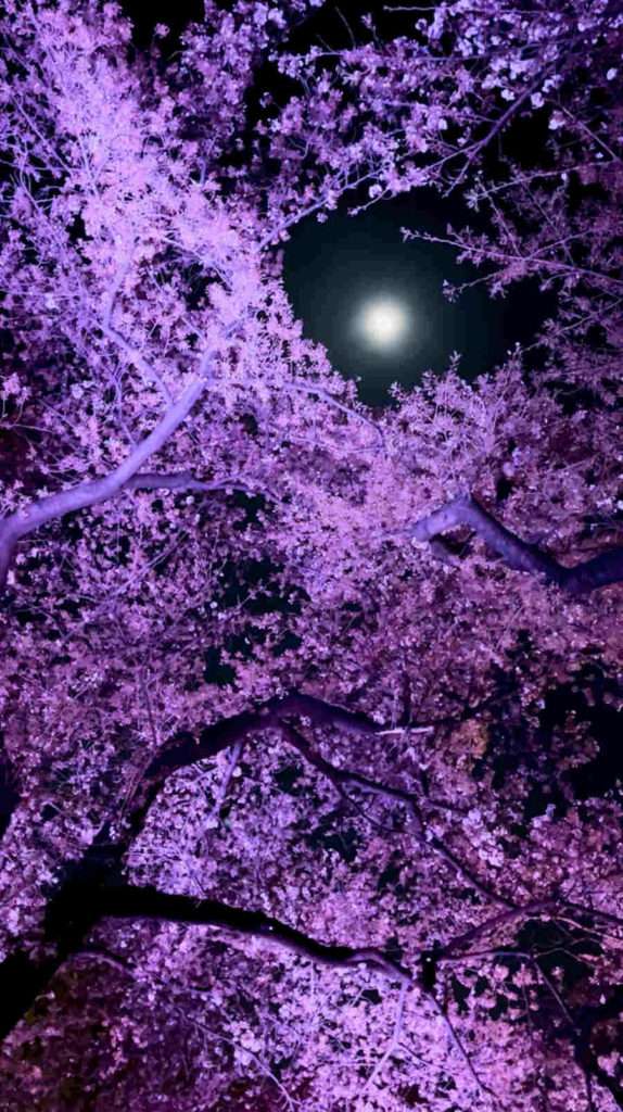 薄紫色にライトアップされた桜の木と満月